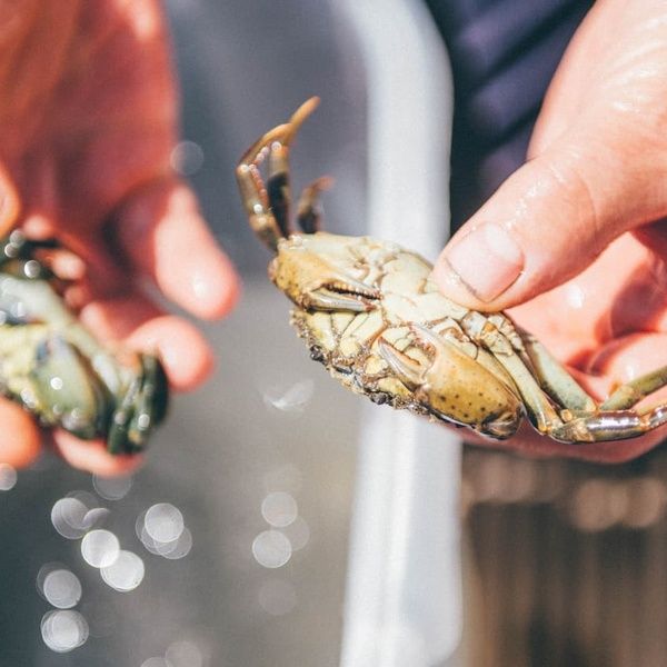 Crabbing in Saundersfoot