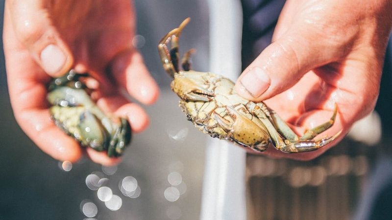 Crabbing in Saundersfoot