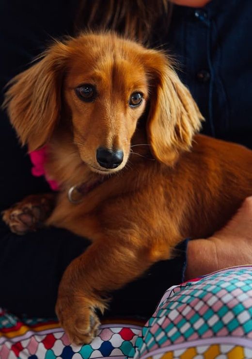 Dog Friendly Apartment