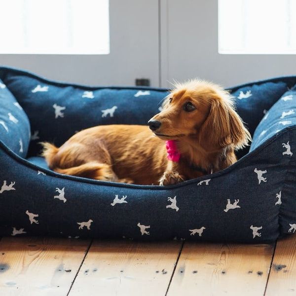 Dog Friendly Apartment