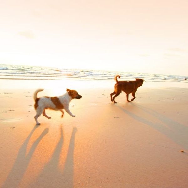 Two Dogs Playing on Beach