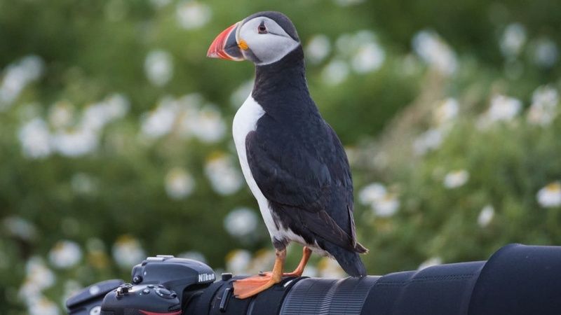 Skomer Island