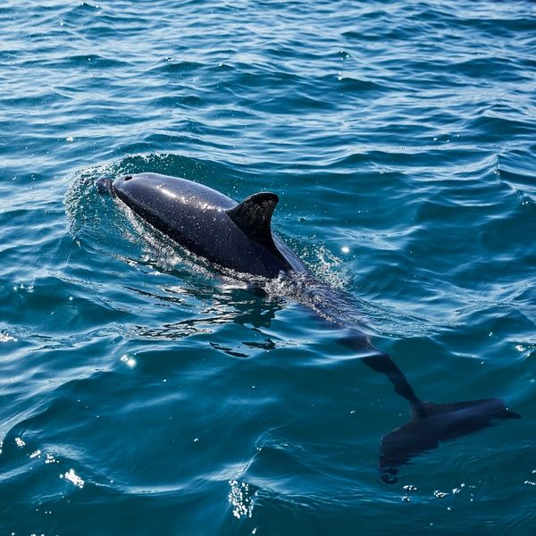 Dolphin Spotting Boat Trips